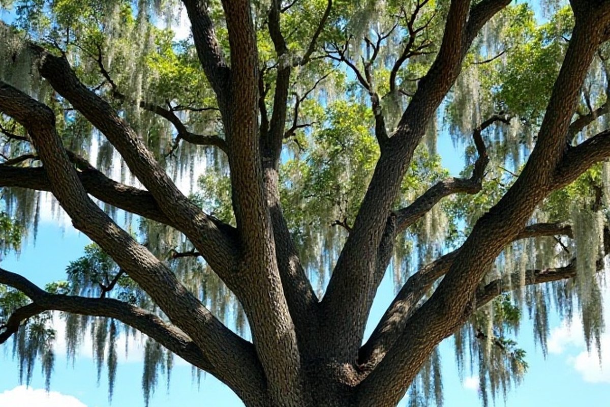 Live oak trunk dividing into several large stems at one fork, the kind of union an arborist checks closely