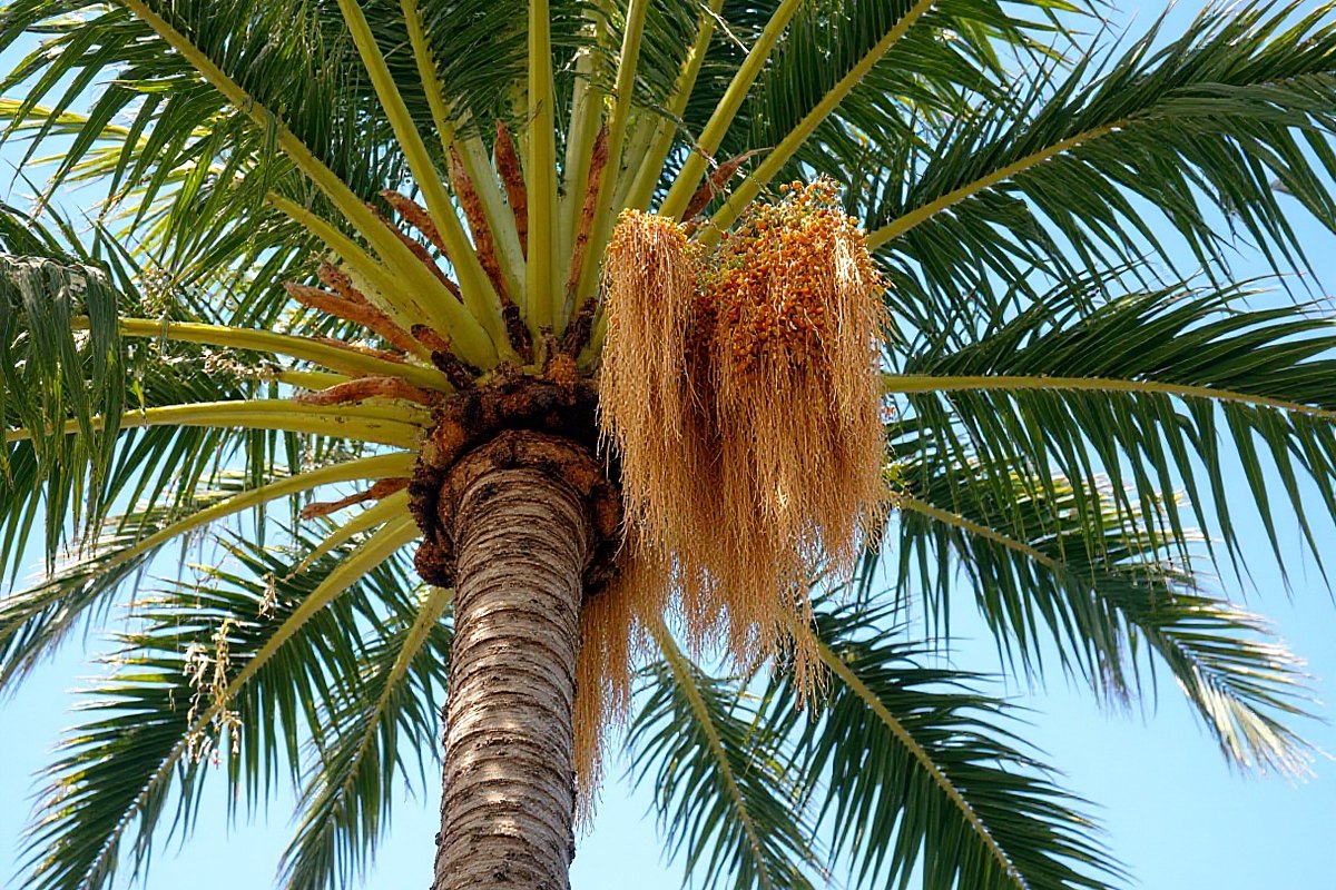 Looking up into a palm crown with long clusters of small orange seeds hanging below the green fronds